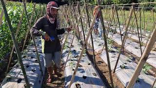 AMAZING SKILL! INSTALLING PLANT SUPPORT NETS MANUALLY - Agriculture farming