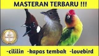 TERBARU‼️ Masteran Untuk Trotol Murai Batu