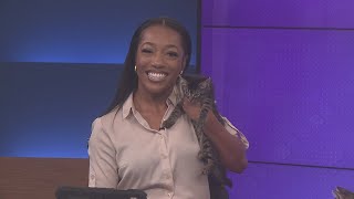 12News kittens visit our studio!