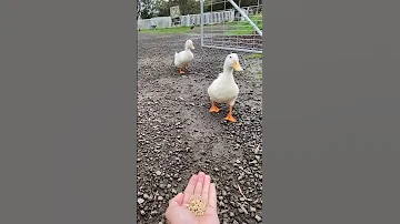 Duck Shorts 