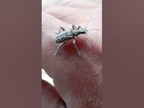 дай лай к - YouTube