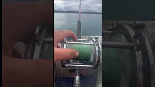 Smash this shirt and I’ll do an all night fish for sharks !!!!!! #sharkday