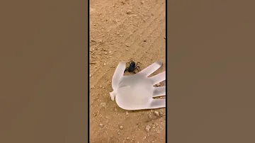 شوفوا كيف لدغة العقرب 