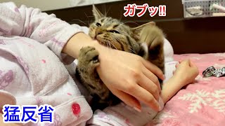 飼い主を噛んでしまい激しく怒られ本気で落ち込んでしまった子猫w