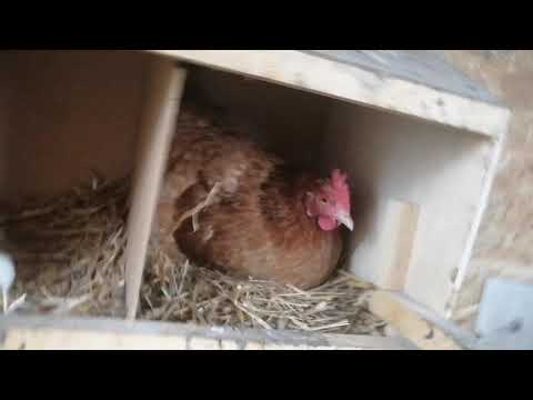 Wideo: Czy kurczaki zjedzą myszy?