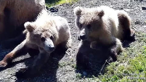 29 Jun 2021: 128's Yearlings Rest at the Falls (explore.org)