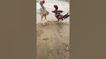 #O shamo vs Pakistani aseel Murga #viral #birds #youtubeshort #aseel Murga fight video #❤️👑❤️