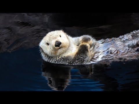 Video: Le lontre mangiano i ricci di mare?