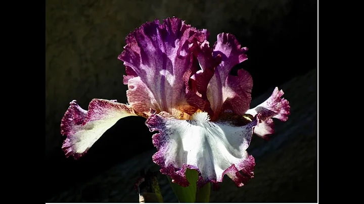 Growing Irises;  Bearded, Spuria, Louisiana, Siber...