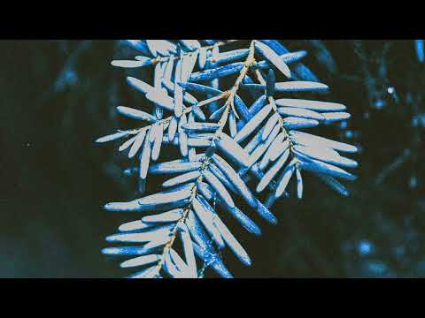 Electronic Visions - Tundra / Taiga