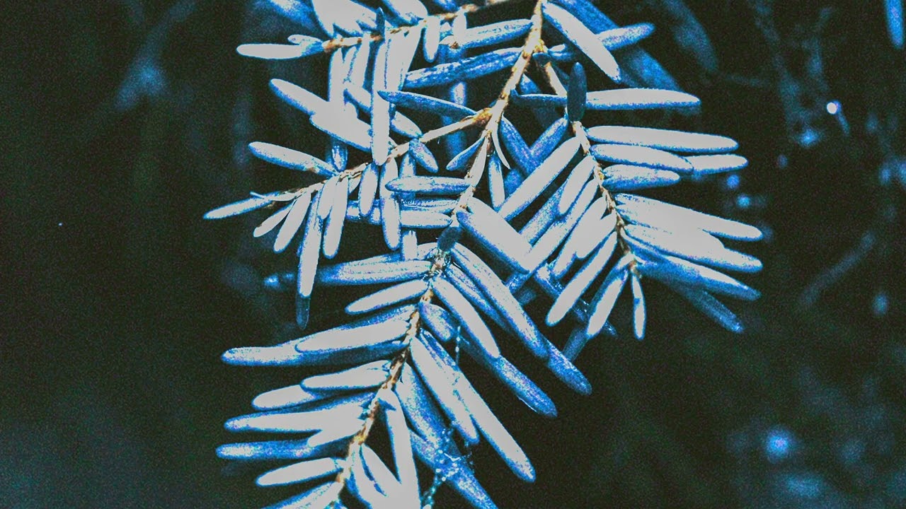 Watch Electronic Visions - Tundra / Taiga on YouTube Watch Electronic Visions - Tundra / Taiga on YouTube