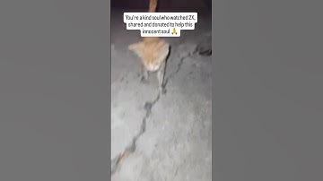 EVERY LITTLE BIT COUNTS 🚨🙏#share #help #kitten #donate #viralshorts #support #rescueefforts