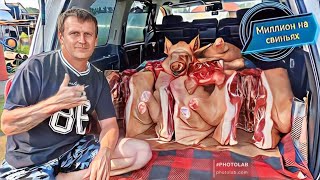 ‼️ Забой свиней больше 800 кг мясом‼️ Бьём рекорды‼️ 