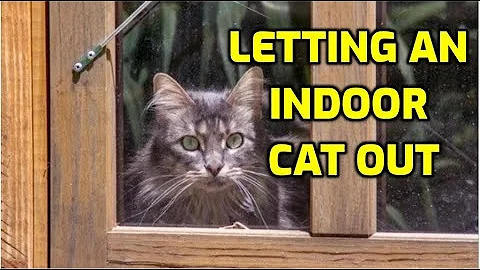 Is It OK To Let An Indoor Cat Outside?