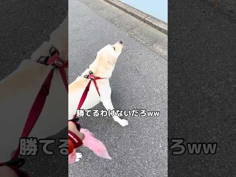 勝てっこない相手に勝負を挑むラブラドール #ラブラドール #ラブラドールレトリバー #大型犬