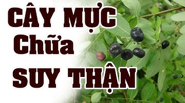 Cây mực – phèn đen 1 trong 4 cây thuốc trị suy thận nổi tiếng