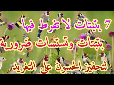 أفضل 7سبع بتبتات لتحفيز الحسون على التغريد بتبتات قوية وفعالة لتحفيز الحسون وإخراجه من الصمت والخمول