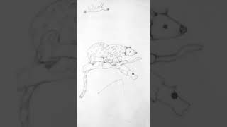 #shorts Quoll #rat