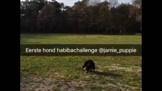 Zelfs Honden Doen Dat Habiba Challenge