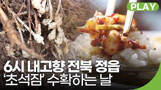 전북 정읍의 '초석잠' 수확하는 날! | 6시 내고향 | 재미 PLAY