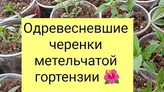 #одревесневшие черенки метельчатой гортензии #выпады#вынесла на улицу