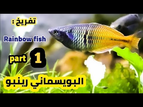 فيديو: ما هي سمكة قوس قزح؟