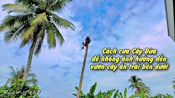 Anh Tùng cưa 2 cây Dừa siêu khó trên vườn cây giá trị cao (P1)