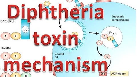 Diphtheria toxin mechanism
