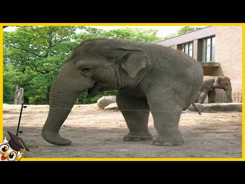 Video: Quale elefante è più grande?