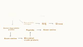 Metabolisme Protein Pada Ternak Ruminansiaanisa Risma Maulida