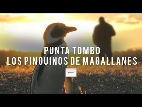 Punta Tombo, Chubut | La colonia continental de Pingüinos de Magallanes más grande del mundo