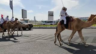 18the December,, Camel Show In Doha Qatar Government,, 🇶🇦🇶🇦