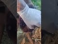 cleaning cow'shoof step by step by doctor and removal @HorseHoofTV