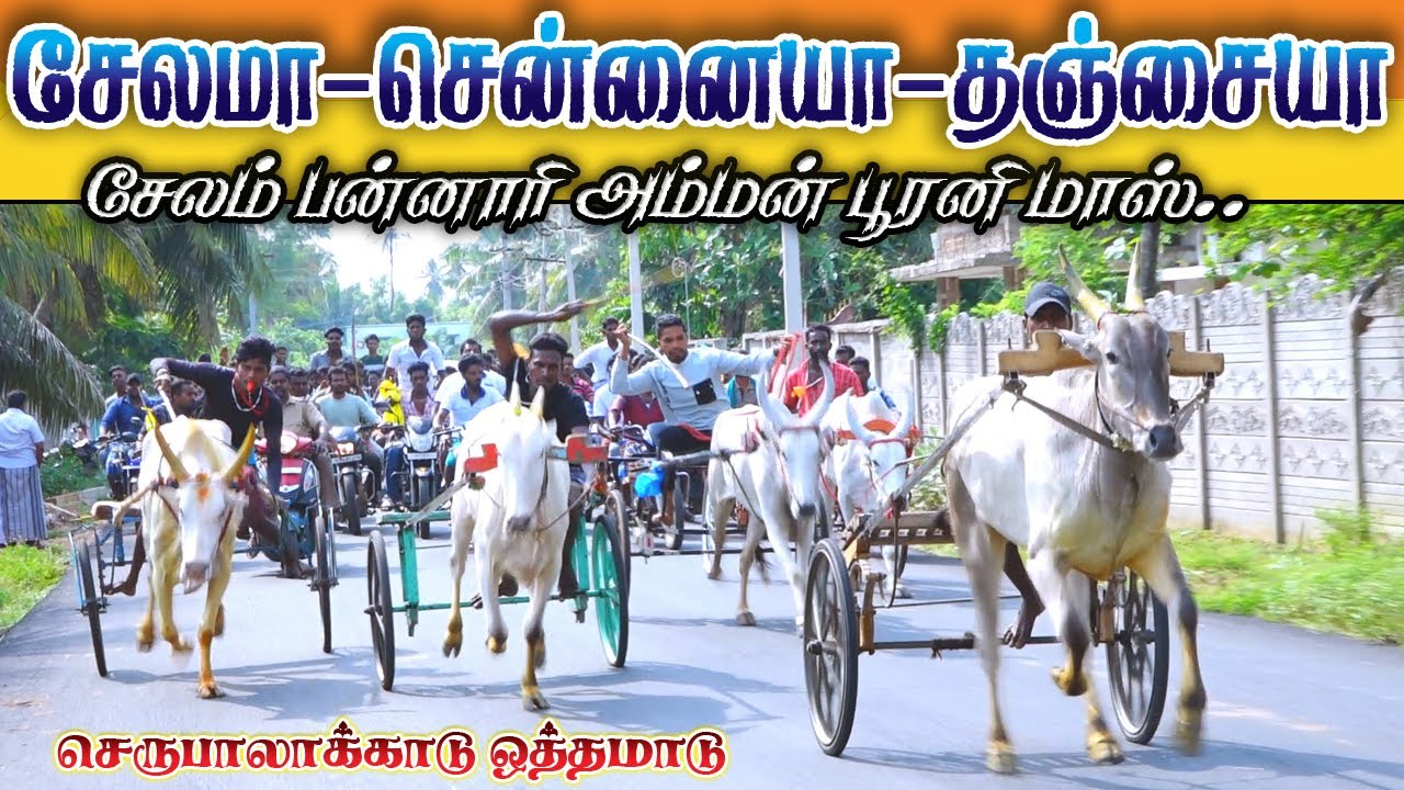 ஒத்தமாடு செருபாலாக்காடு தஞ்சாவூர்(மா) 08.05.2022 othamadu serupalakadu ksk rekla race