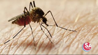 How to get rid of mosquitoes around your house & how the City of San Antonio is helping