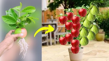 Grow guava and apple tree You will be surprised to learn this technique