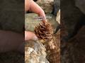 Simple natural fire starter emergencies or camping. #survival #outdoors