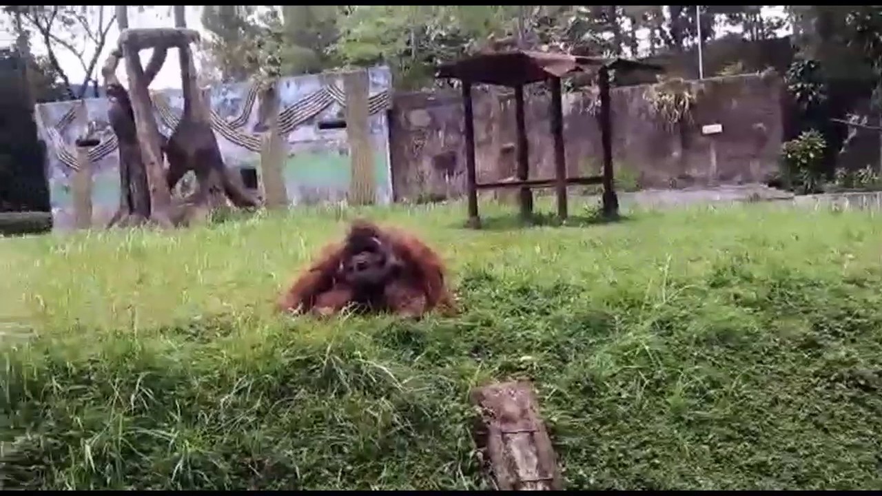 Wild life at the Bandung Zoo