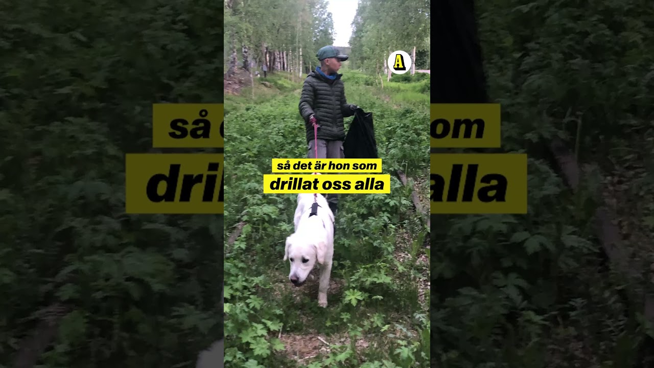Harry, 12, pantade burkar i år – köpte hunden Bettan