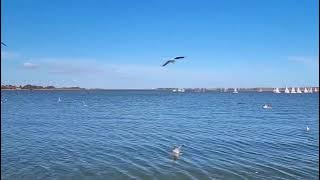 Malam Ini Siap Temani Anda – Dangdut Koplo Top Bikin Goyang & Baper