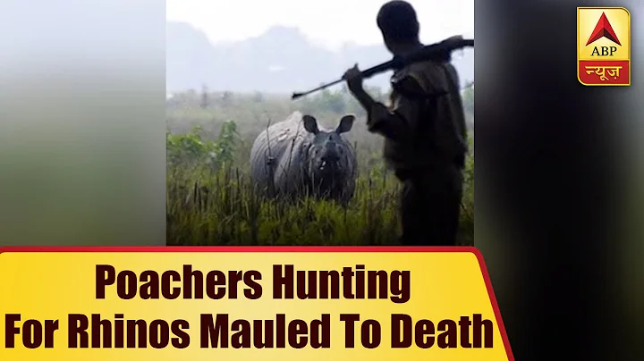 Karma? Poachers Hunting For Rhinos Mauled To Death And Eaten By Lions | ABP News