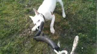 Ast- American Staffordshire Terrier