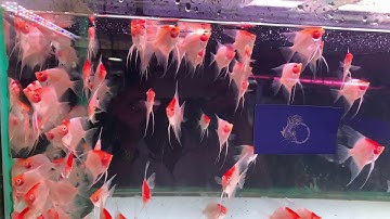 Angelfish Albino Koi