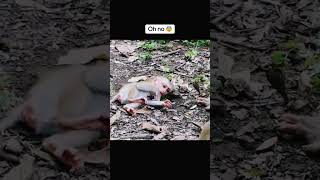 baby monkey Maybe today is a bad day for the boy And lying still is also a sin #animal #monkey