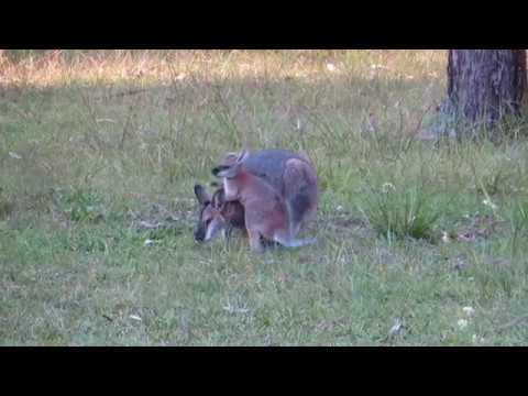 Redneck Wallaby & joey (Macropus rufogriseus)