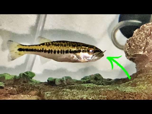 Baby Largemouth Bass Eating ( FIRST MINNOW !! ) - A1A Adventures