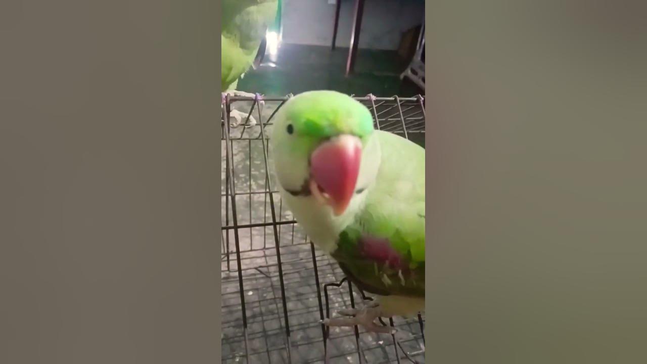 parrot-name-kya-rakhe-kitty-viral-youtube