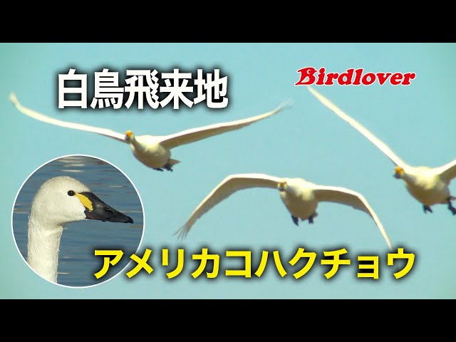 はくちょう 白鳥の群れの中にアメリカコハクチョウ / 字幕解説付き - YouTube