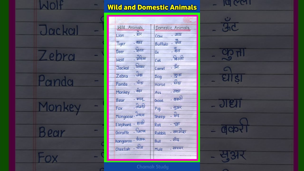 Wild Animal And Domestic Name Animals Shorts