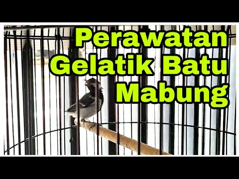Burung Gelatik batu gacor Bondol siap untuk pancingan @ponirankwokchannel